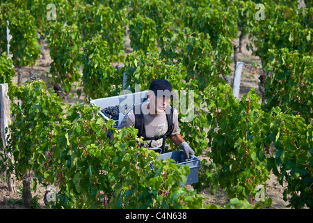 Vendangeur con uve Merlot a vendange raccolto nel famoso Château Petrus vigna a Pomerol a Bordeaux, Francia Foto Stock