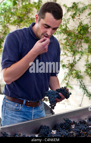 Olivier Berrouet, enologo, degustazione di uve raccolte al famoso Chateau Petrus wine estate a Pomerol a Bordeaux, Francia Foto Stock