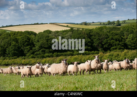 Mulo pecore nel Devon campagna con gli agnelli discende dalla ram Charollais Foto Stock