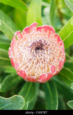 Re Protea fiore, Tresco Abbey Gardens, Tresco isola, isole Scilly, Cornwall, Inghilterra Foto Stock