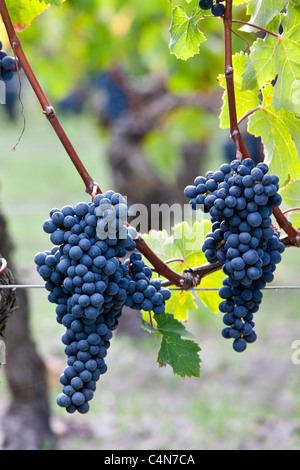 Mature Cabernet Franc sul vitigno antico in suolo sabbioso a Chateau Cheval Blanc in St Emilion nella regione di Bordeaux in Francia Foto Stock