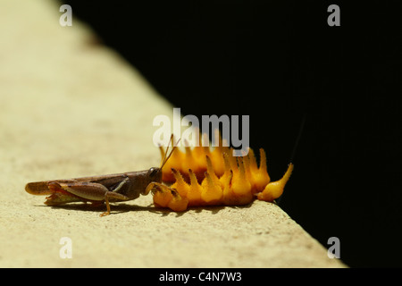 Happy Meals Foto Stock