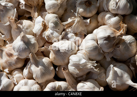 Appena scelto l'aglio in vendita al mercato alimentare nella regione di Bordeaux in Francia Foto Stock