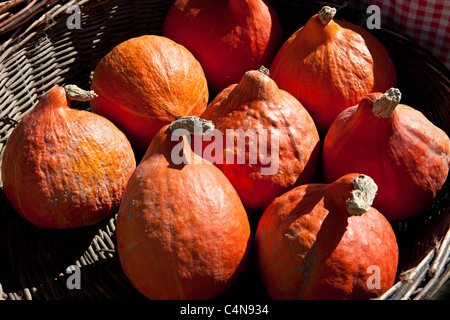 Zucca freschi, petit marron, in vendita al mercato alimentare a Sauveterre de Guyenne, Bordeaux, Francia Foto Stock