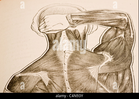 Illustrazione anatomica che mostra il latissimus dorsi dei muscoli. Foto Stock