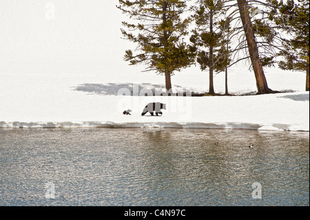 Un orso grizzly femminile e il suo cucciolo al Parco Nazionale di Yellowstone passeggiata sulla riva del fiume neve Foto Stock