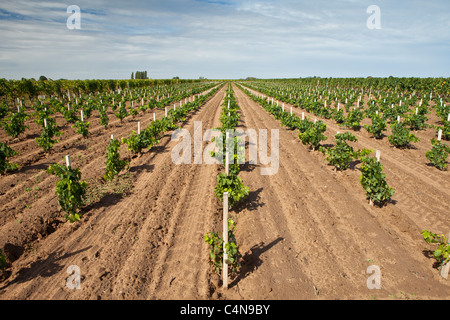 Viti giovani in vigna a St Emilion Bordeaux in regione del Vino della Francia Foto Stock