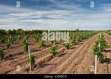 Viti giovani in vigna a St Emilion Bordeaux in regione del Vino della Francia Foto Stock