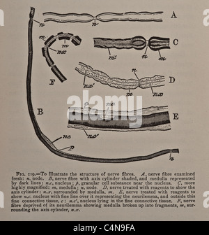 1898 Newell Martin Il Corpo Umano fisiologia Foto Stock