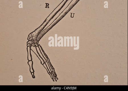 1898 Newell Martin Il Corpo Umano fisiologia Foto Stock