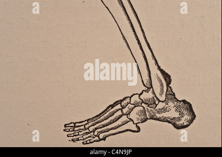 1898 Newell Martin Il Corpo Umano fisiologia Foto Stock