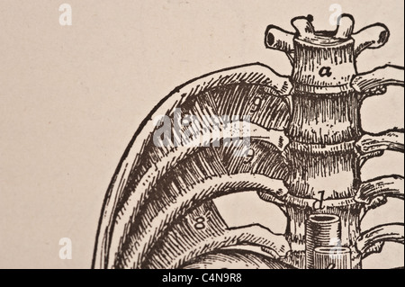 1898 Newell Martin Il Corpo Umano fisiologia Foto Stock