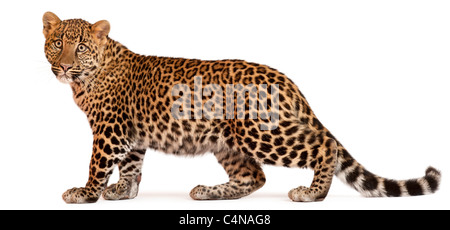 Leopard, Panthera pardus, 6 mesi di età, in piedi di fronte a uno sfondo bianco Foto Stock