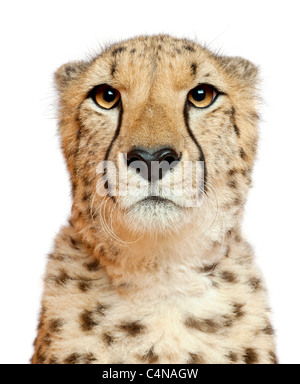 Close-up di ghepardo, Acinonyx jubatus, 18 mesi di età, di fronte a uno sfondo bianco Foto Stock