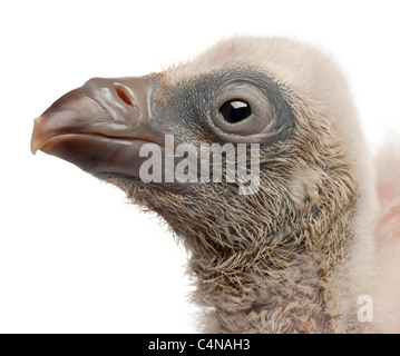 Close-up del Grifone, Gyps fulvus e 4 giorni di età, di fronte a uno sfondo bianco Foto Stock