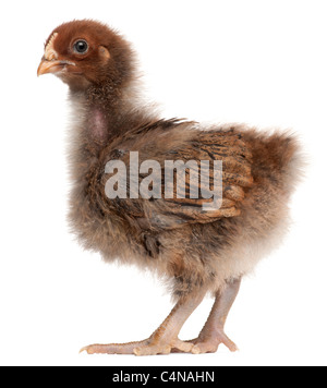 Orpington, una razza di pollo, 3 settimane di età, in piedi di fronte a uno sfondo bianco Foto Stock