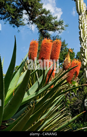 Primo piano di fiori d'arancio fioritura su aloe pianta Madera Portogallo Europa dell'UE Foto Stock