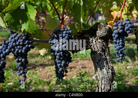 L'uva Merlot a Chateau Beau-Sejour Becot, St Emilion nella regione dei vini di Bordeaux di Francia Foto Stock
