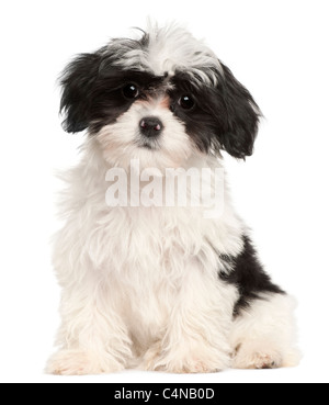 Havanese cucciolo, dodici settimane, seduto di fronte a uno sfondo bianco Foto Stock