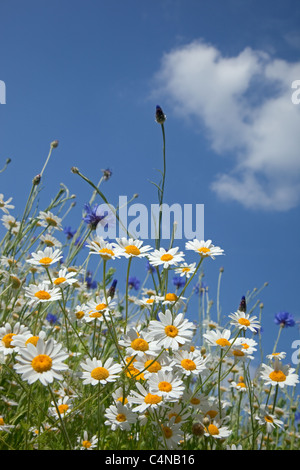 Il mais Camomilla Anthemis arvense con fiori di mais & papaveri Foto Stock