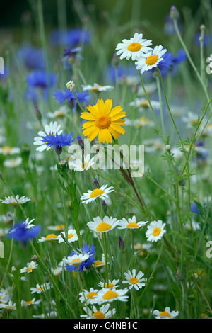 Corn Chamomile Anthemis arvensis con fiori di mais Centaurea cyanus & corn marigolds Foto Stock