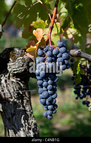L'uva Merlot a Chateau Beau-Sejour Becot, St Emilion nella regione dei vini di Bordeaux di Francia Foto Stock
