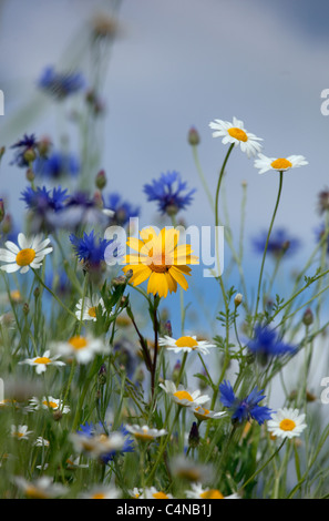 Corn Chamomile Anthemis arvensis con fiori di mais Centaurea cyanus & corn marigolds Foto Stock