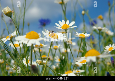 Il mais Camomilla Anthemis arvense con fiori di mais & papaveri Foto Stock