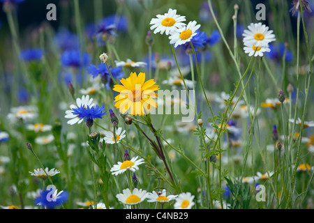 Corn Chamomile Anthemis arvensis con fiori di mais Centaurea cyanus & corn marigolds Foto Stock