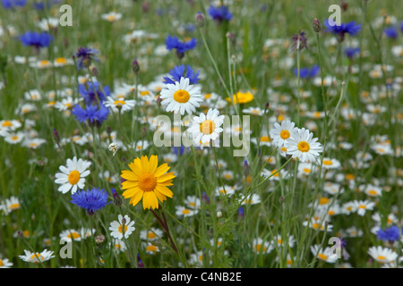 Corn Chamomile Anthemis arvensis con fiori di mais Centaurea cyanus & corn marigolds Foto Stock