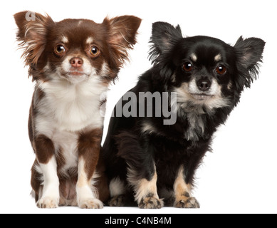 I Chihuahua, 1 e 2 anni, di fronte a uno sfondo bianco Foto Stock