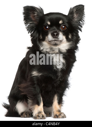 Chihuahua, 2 anni, seduto di fronte a uno sfondo bianco Foto Stock