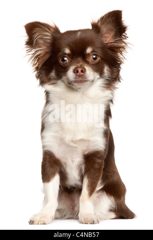 Chihuahua, 1 anno di età, seduto di fronte a uno sfondo bianco Foto Stock