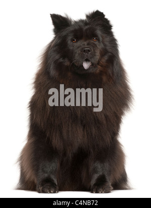 Chow Chow, 2 anni, seduto di fronte a uno sfondo bianco Foto Stock