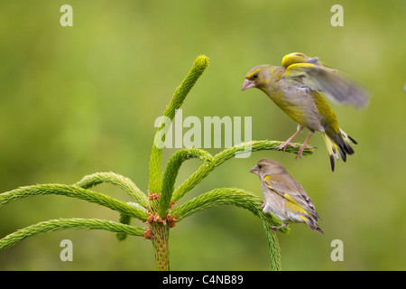 Greenfinches Carduelis chloris su conifer Foto Stock