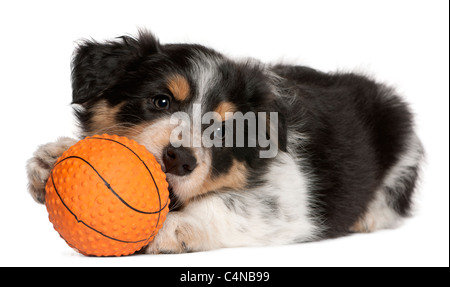 Border Collie cucciolo di giocare con il giocattolo di pallacanestro, 6 settimane di età, di fronte a uno sfondo bianco Foto Stock