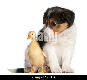 Border Collie cucciolo, 6 settimane, giocando con un anatroccolo, 1 settimane di età, di fronte a uno sfondo bianco Foto Stock