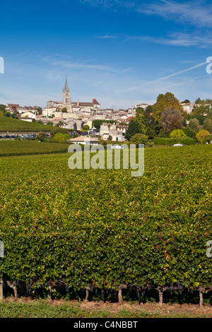 St Emilion con vigneto di Mouton Georges uve in primo piano nella regione dei vini di Bordeaux di Francia Foto Stock