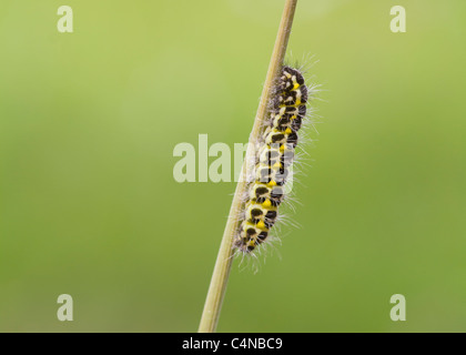 5 posto Burnett bruco su un gambo reed Foto Stock