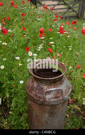 Vecchio bidone di latte ricoperta con il Mais Camomilla Anthemis arvense & papaveri Foto Stock