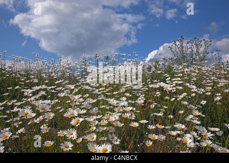 Bue-eye Daisies Leucantheum vulgare su campo punta estate Norfolk Foto Stock