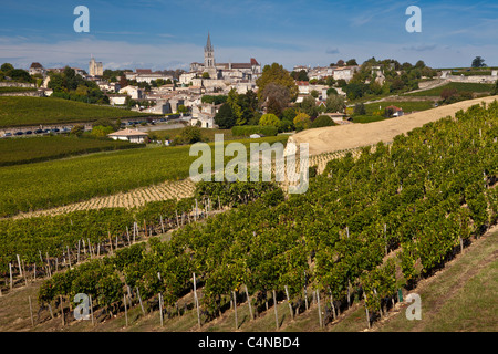 St Emilion con vigneto di Mouton Georges uve in primo piano nella regione dei vini di Bordeaux di Francia Foto Stock