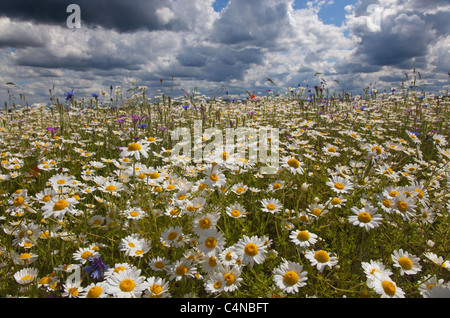 Papaveri & Camomilla Ivinghoe colline Bucks Foto Stock