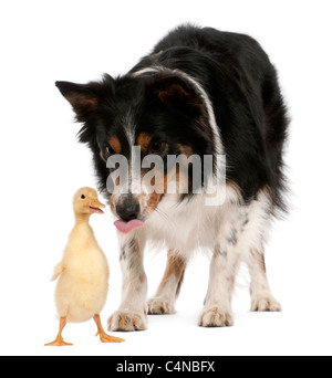 Femmina di Border Collie, 3 anni, giocando con anatroccolo, 1 settimane di età, di fronte a uno sfondo bianco Foto Stock