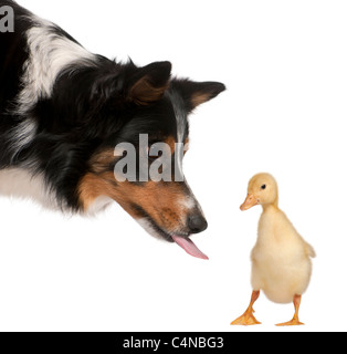 Femmina di Border Collie, 3 anni, giocando con anatroccolo, 1 settimane di età, di fronte a uno sfondo bianco Foto Stock