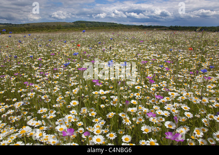 Corn Chamomile Anthemis arvensis con gallo di mais Agrostemma githago Bucks Chilterns Foto Stock