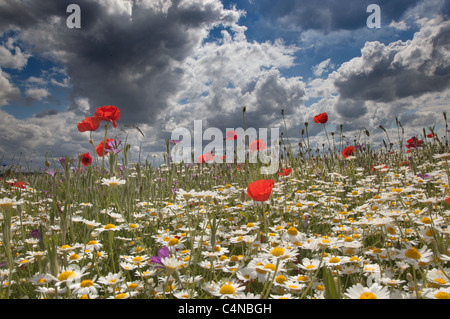 Papaveri & Camomilla Ivinghoe colline Bucks Foto Stock