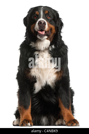 Bovaro del Bernese, 4 anni, seduto di fronte a uno sfondo bianco Foto Stock