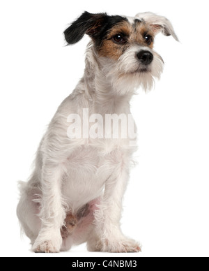 Fox Terrier cucciolo, 6 mesi di età, seduto di fronte a uno sfondo bianco Foto Stock