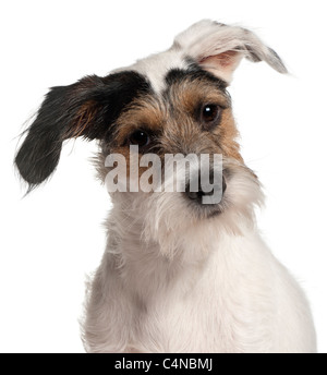 Close-up di Fox Terrier cucciolo, 6 mesi di età, di fronte a uno sfondo bianco Foto Stock